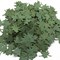 Scenic Leaves - photo 29080