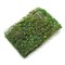 Scenic Grass Vine Bright Green - photo 31171